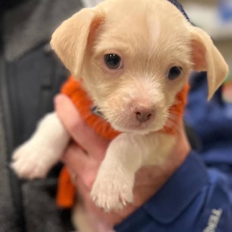 Puppy in intensive care after rescue from Boston streets Video