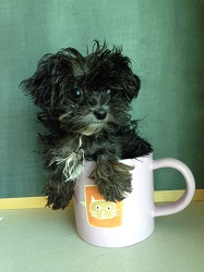 The tiny Ursula is so small that she can fit into a coffee cup, and now that she's getting better she can soon be placed for adoption (credit: MSPCA-Angell)