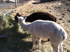 Alpacas Howie (white) and Raj (brown) enjoy one last breakfast together before leaving MSPCA-Nevins Farm (credit MSPCA-Angell)