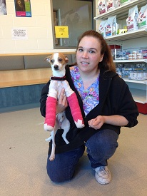 Bruno is recovering after his surgery and is in foster care with Andrea Bessler of the MSPCA-Angell (credit: MSPCA-Angell)