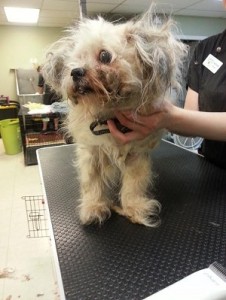 A blind and very scared Cinderella awaits her grooming session at the MSPCA-Nevins Farm (credit: MSPCA-Angell)