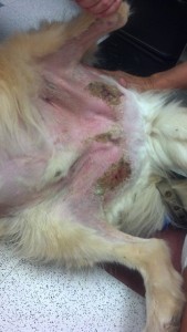 The skin condition made life difficult for Leo but after several months of treatment he is now on the way to a full recovery (credit: MSPCA-Angell)