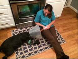 Lucy begins her recovery at home with her devoted caretaker, Jessica Cantone (credit: Jessica Cantone)