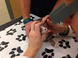 One week after surgery and Phil is evaluated by Dr. Coster, who is now "99 percent certain his sight is forever safeguarded." (credit MSPCA-Angell)