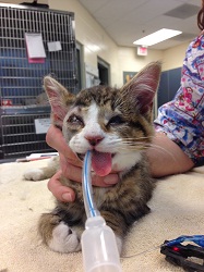 Phil is prepped for his sight-saving surgery at Angell Animal Medical Center (credit: MSPCA-Angell)