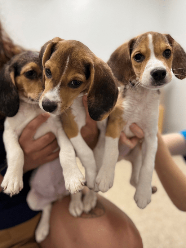 Three beagle puppies being held by two people