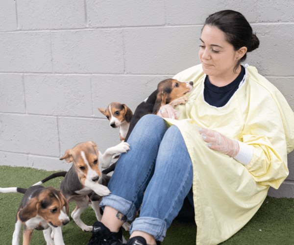 Animal Shelter staff member with beagle puppies