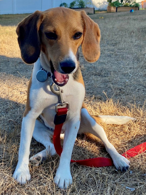 Butter the beagle