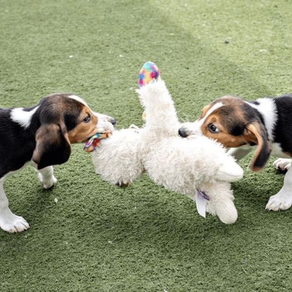 Two puppies playing tug-of-war with a toy