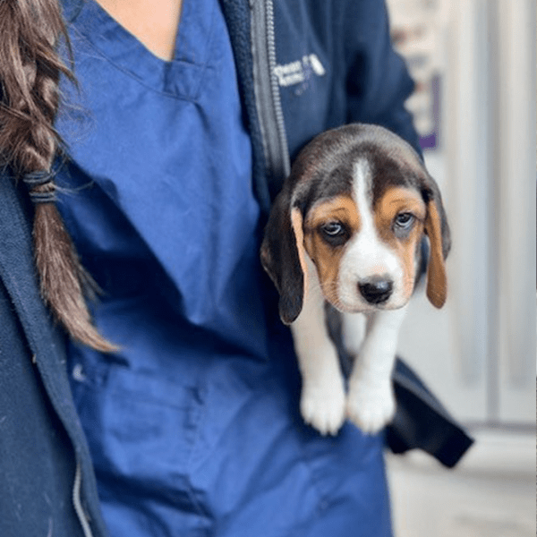 A sad looking beagle pup being rescued