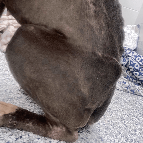 Sophie was emaciated when she was brought to MSPCA-Angell (photo credit MSPCA-Angell)