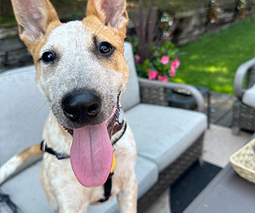 Operation Kindness: A Lifeline for Animals