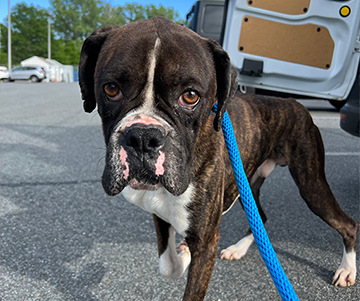 From Basement to Loving Homes