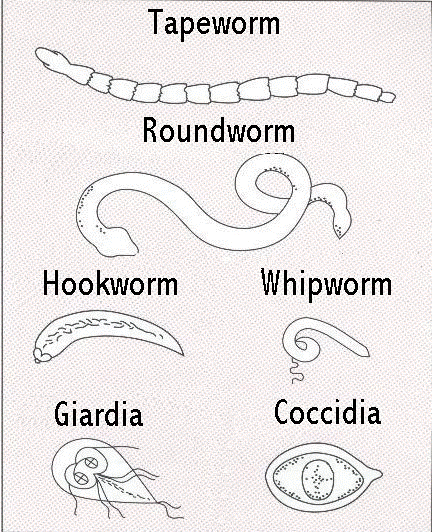 rectal parasite worm