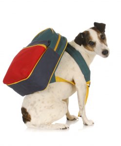 jack russell backpack