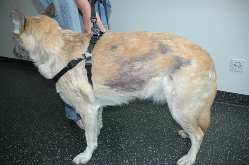 dog hair loss disease