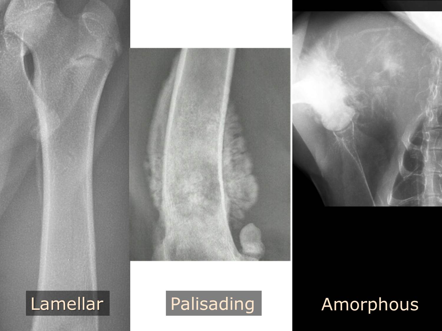 Radiographic Approach to Bone Imaging • MSPCA-Angell