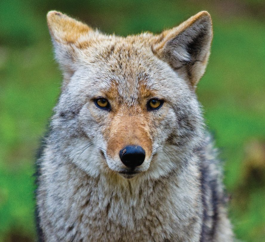 About Coyotes • MSPCA-Angell