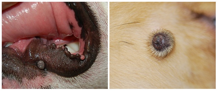 what do cancerous moles look like on dogs