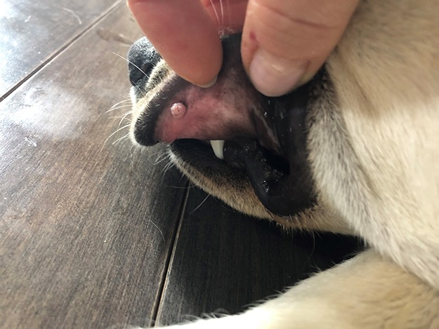 what causes oral papilloma in dogs