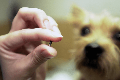 Implant or GPS chip for cats and dogs, how to choose?